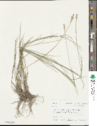 Agropyron cristatum image