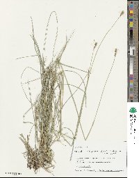 Hordeum brevisubulatum image