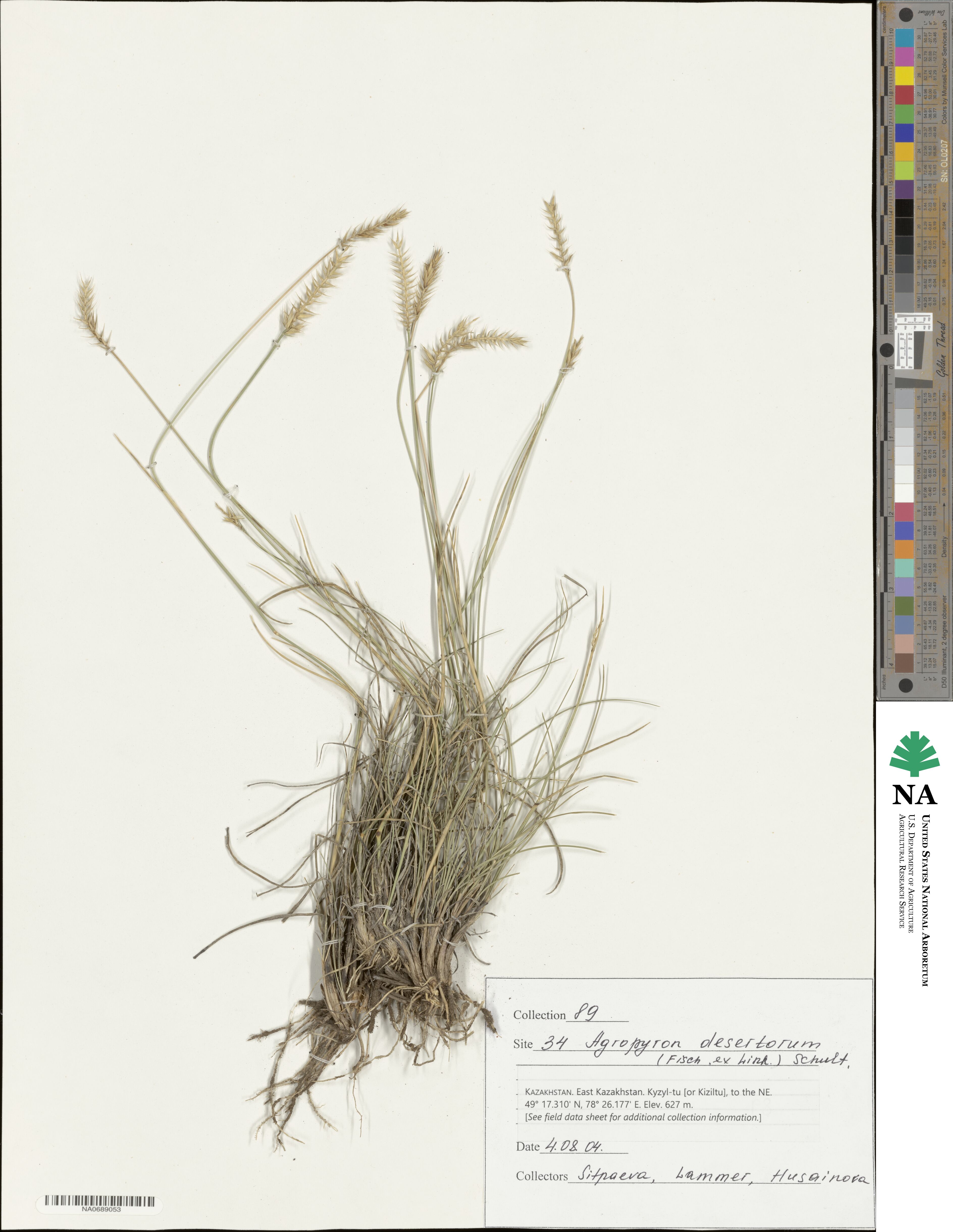 Agropyron desertorum image