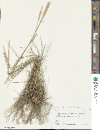 Agropyron desertorum image