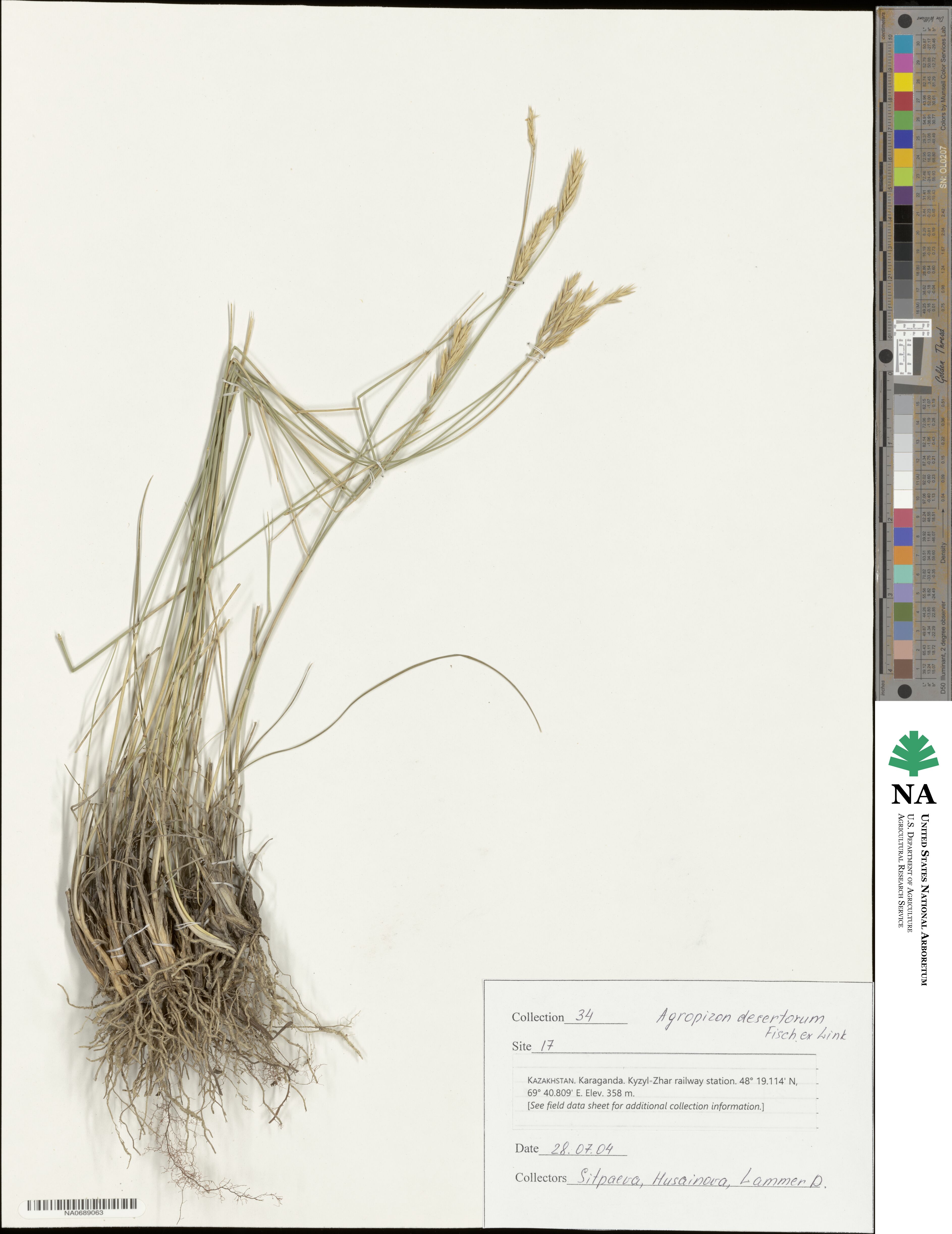 Agropyron desertorum image