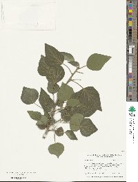 Hedera helix image