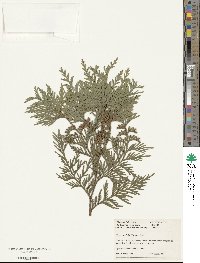 Thuja standishii image