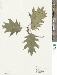 Quercus rubra image