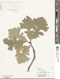 Quercus macrocarpa image