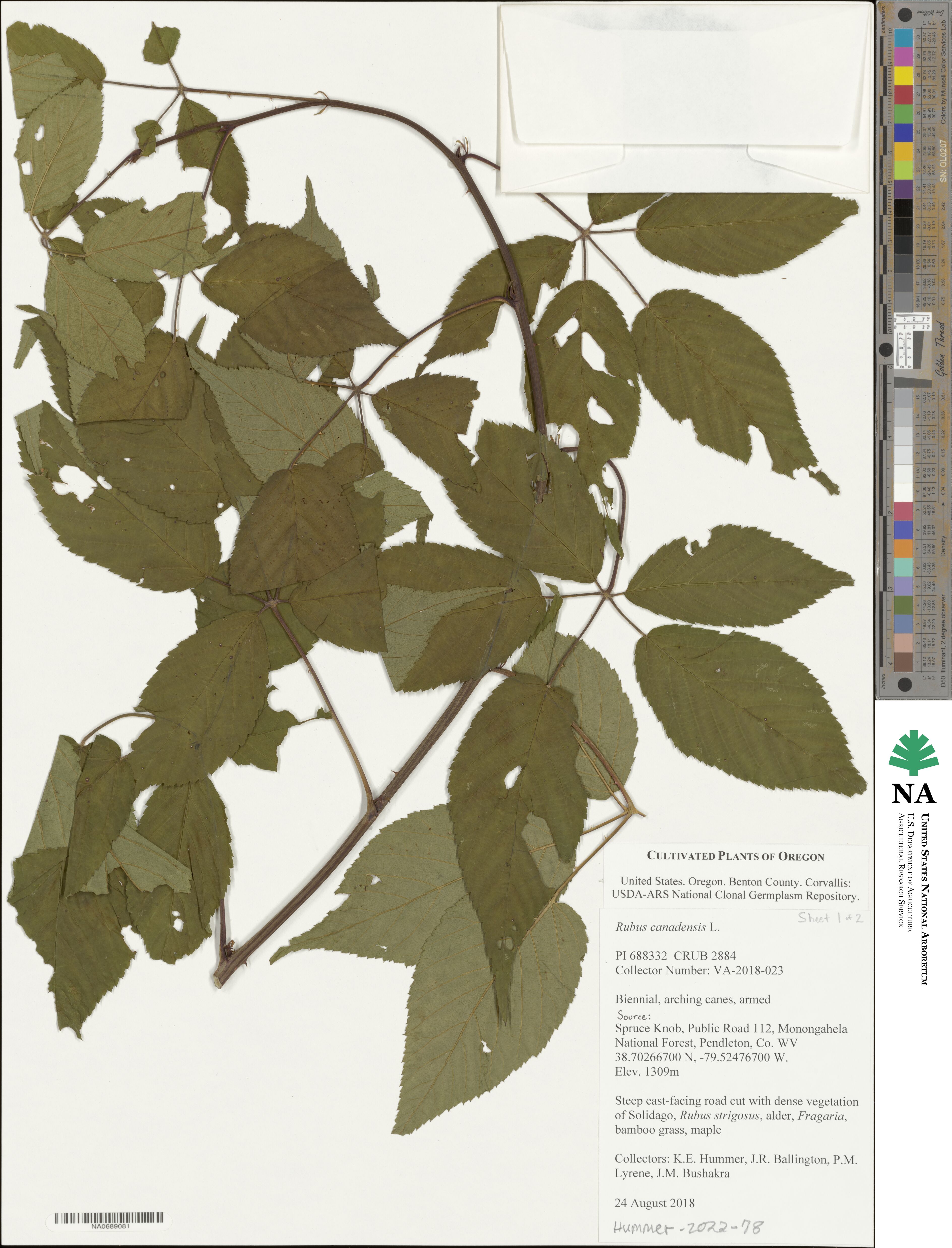 Rubus canadensis image