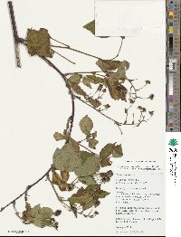 Rubus canadensis image