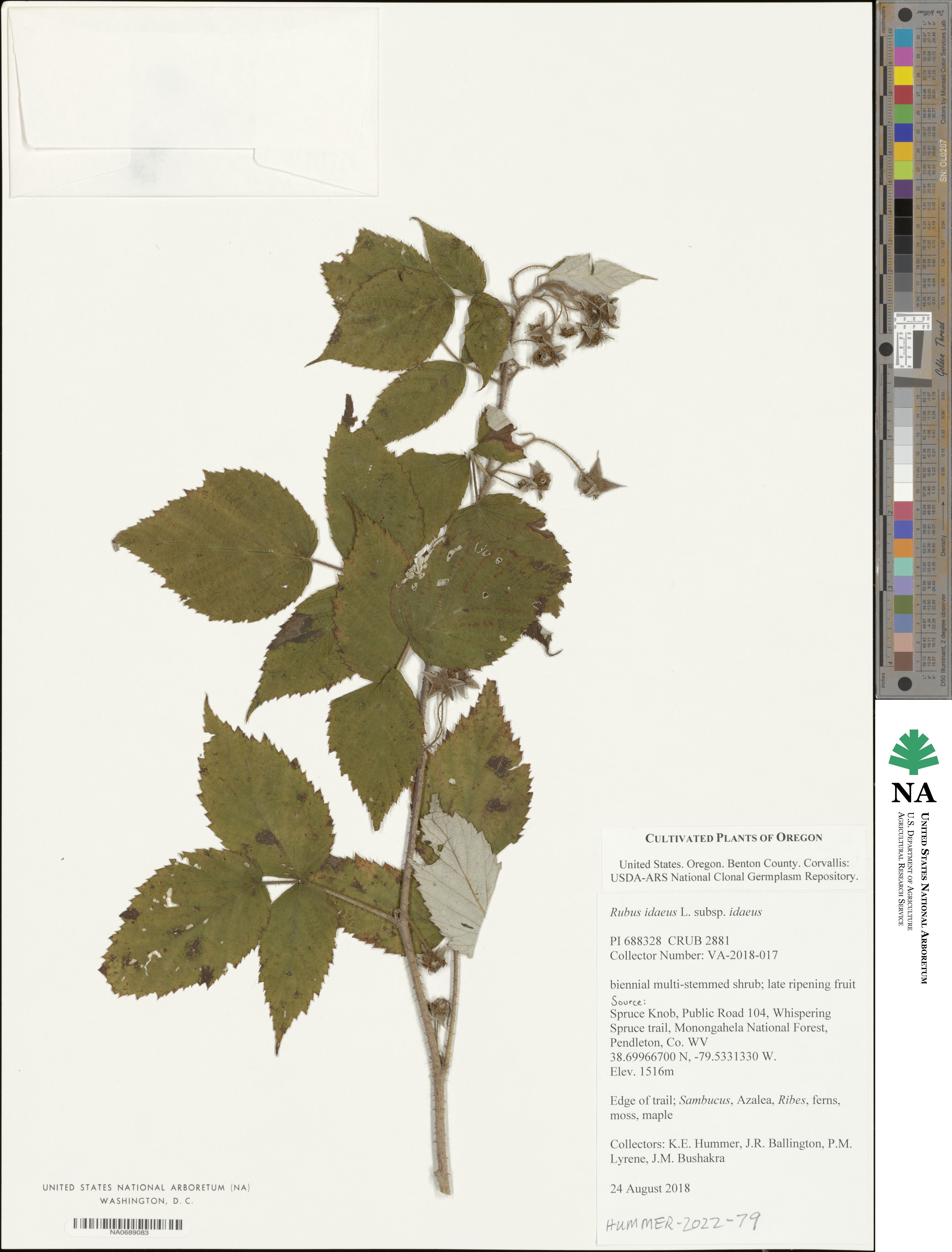 Rubus idaeus subsp. idaeus image