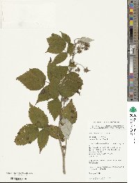 Rubus idaeus image