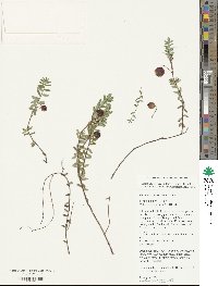 Vaccinium macrocarpon image