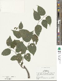 Celtis occidentalis image