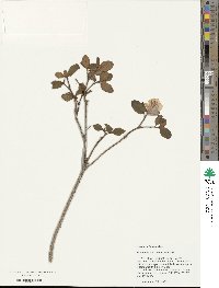 Rhododendron sichotense image