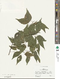 Celtis laevigata image