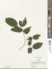 Celtis occidentalis image