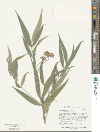 Euonymus cornutus image