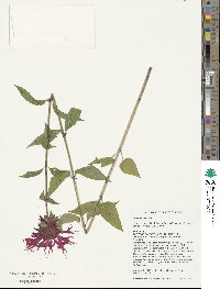 Monarda didyma image