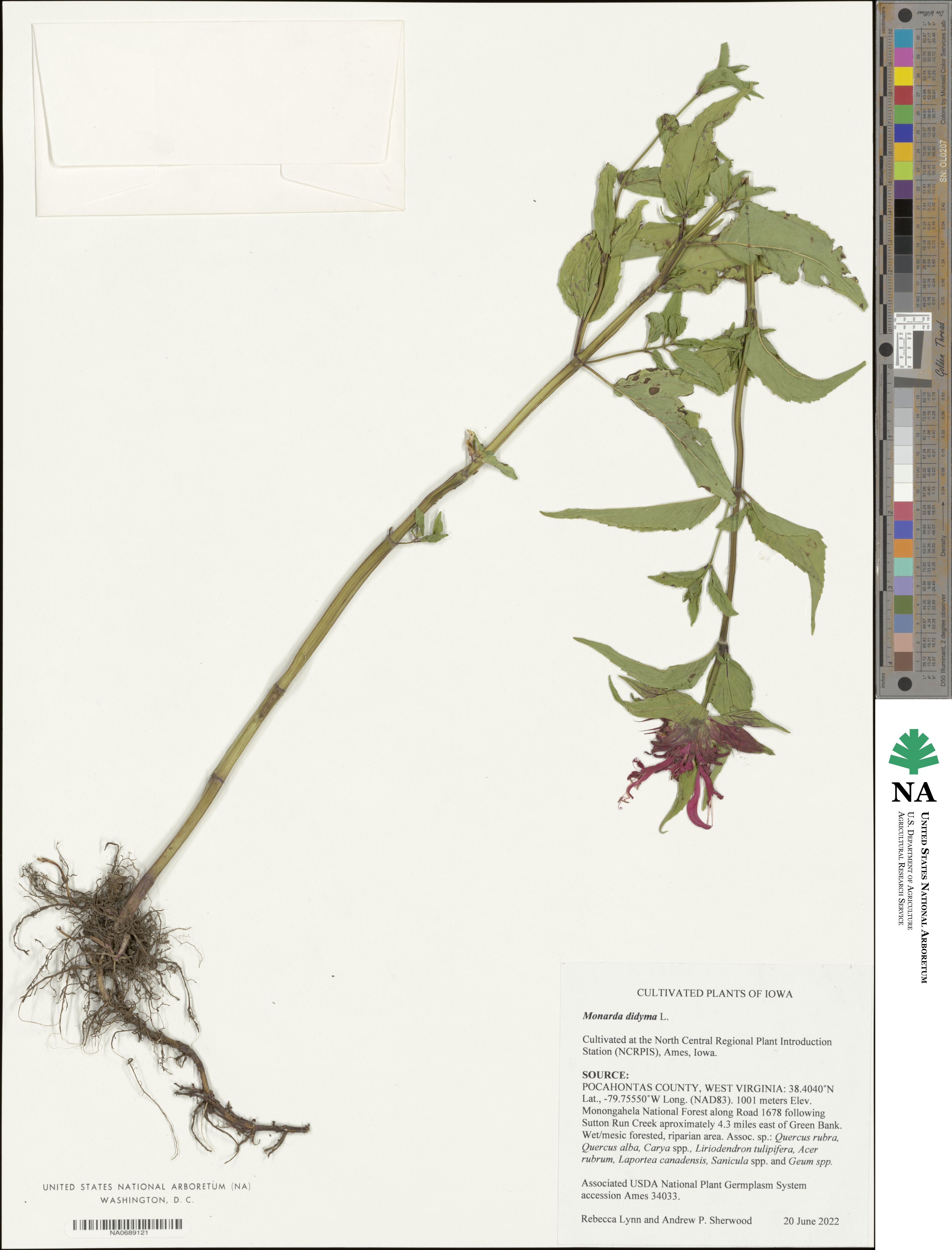 Monarda didyma image