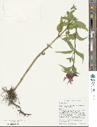 Monarda didyma image