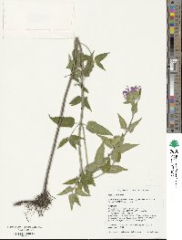 Monarda fistulosa image