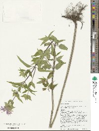 Monarda fistulosa image