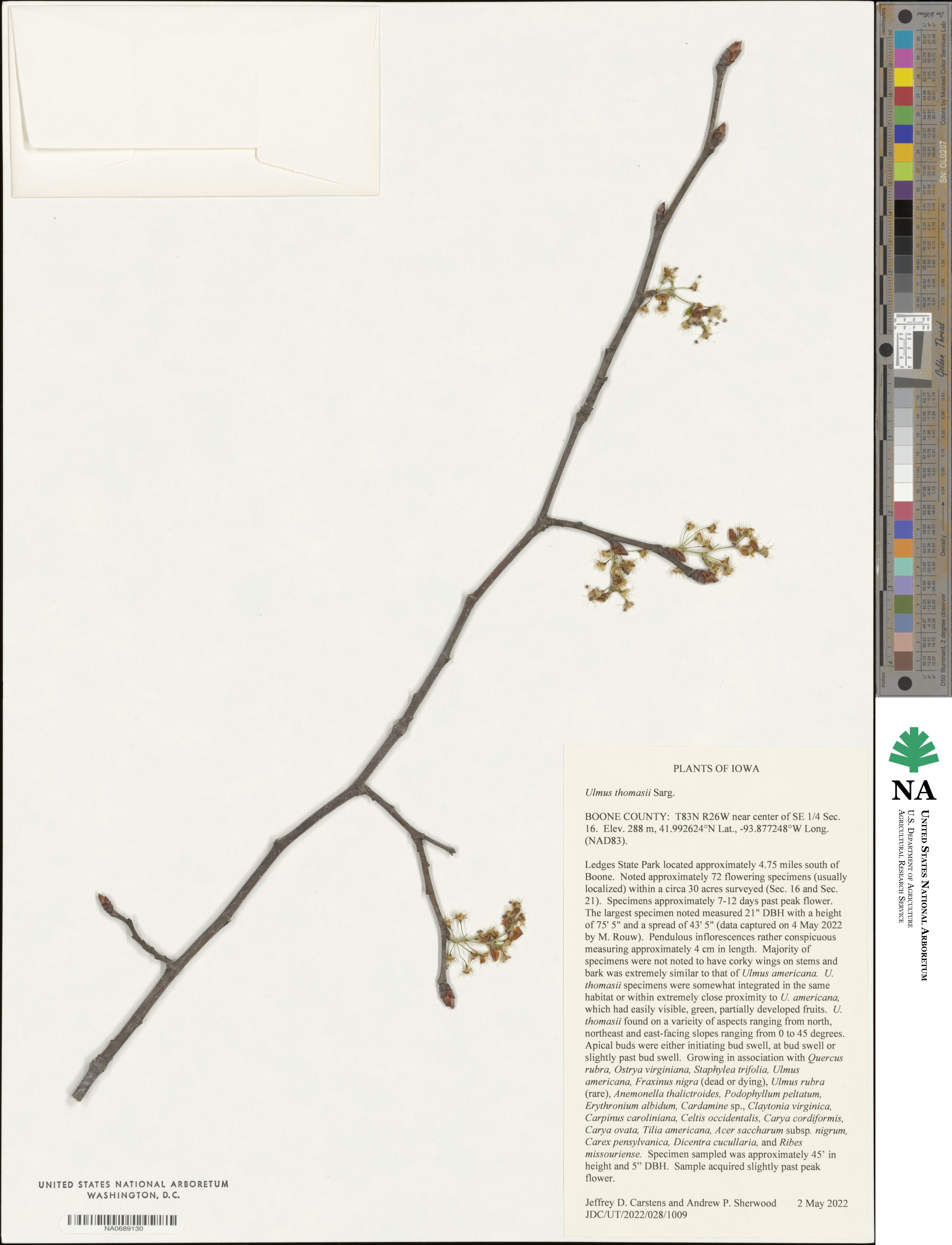 Ulmus thomasii image
