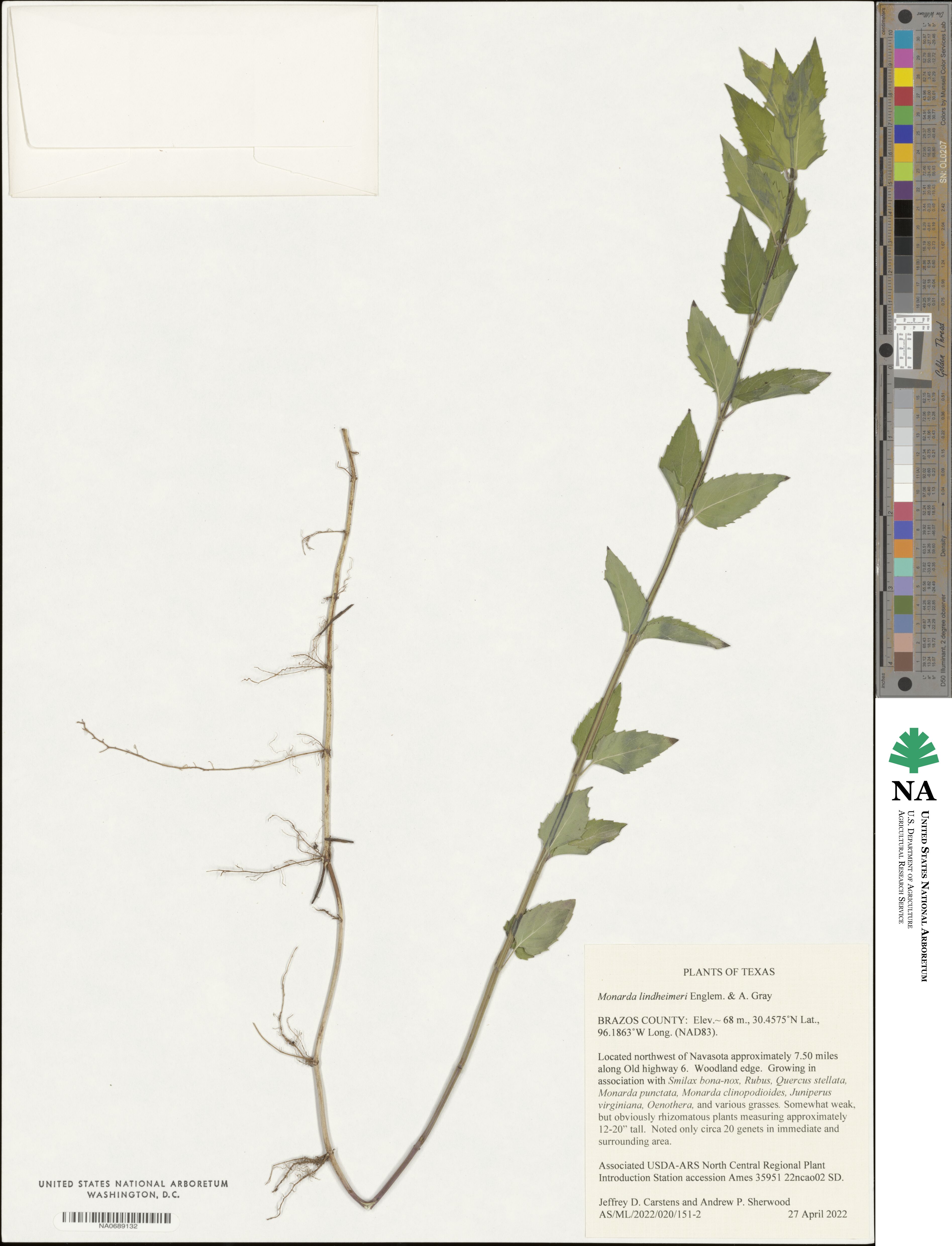 Monarda lindheimeri image