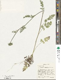 Daucus pusillus image