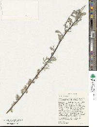 Salix humilis image