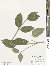 Euonymus melananthus image