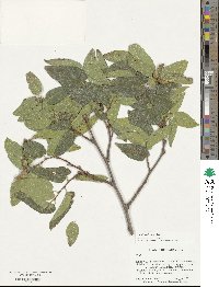 Celtis reticulata image