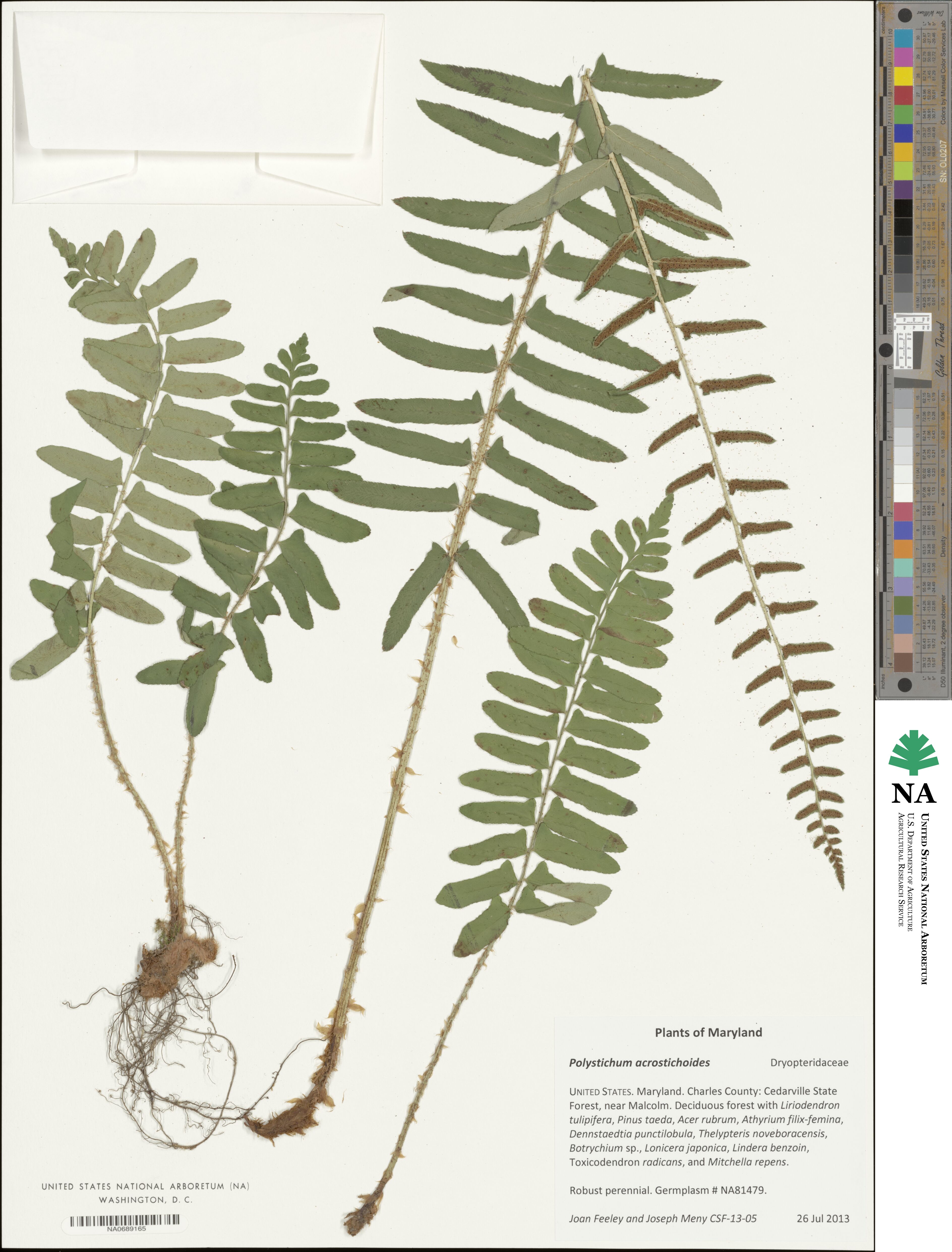 Polystichum acrostichoides image