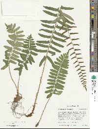 Polystichum acrostichoides image