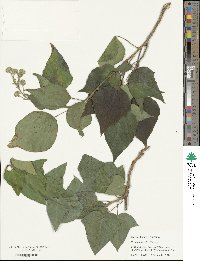 Hedera hibernica image