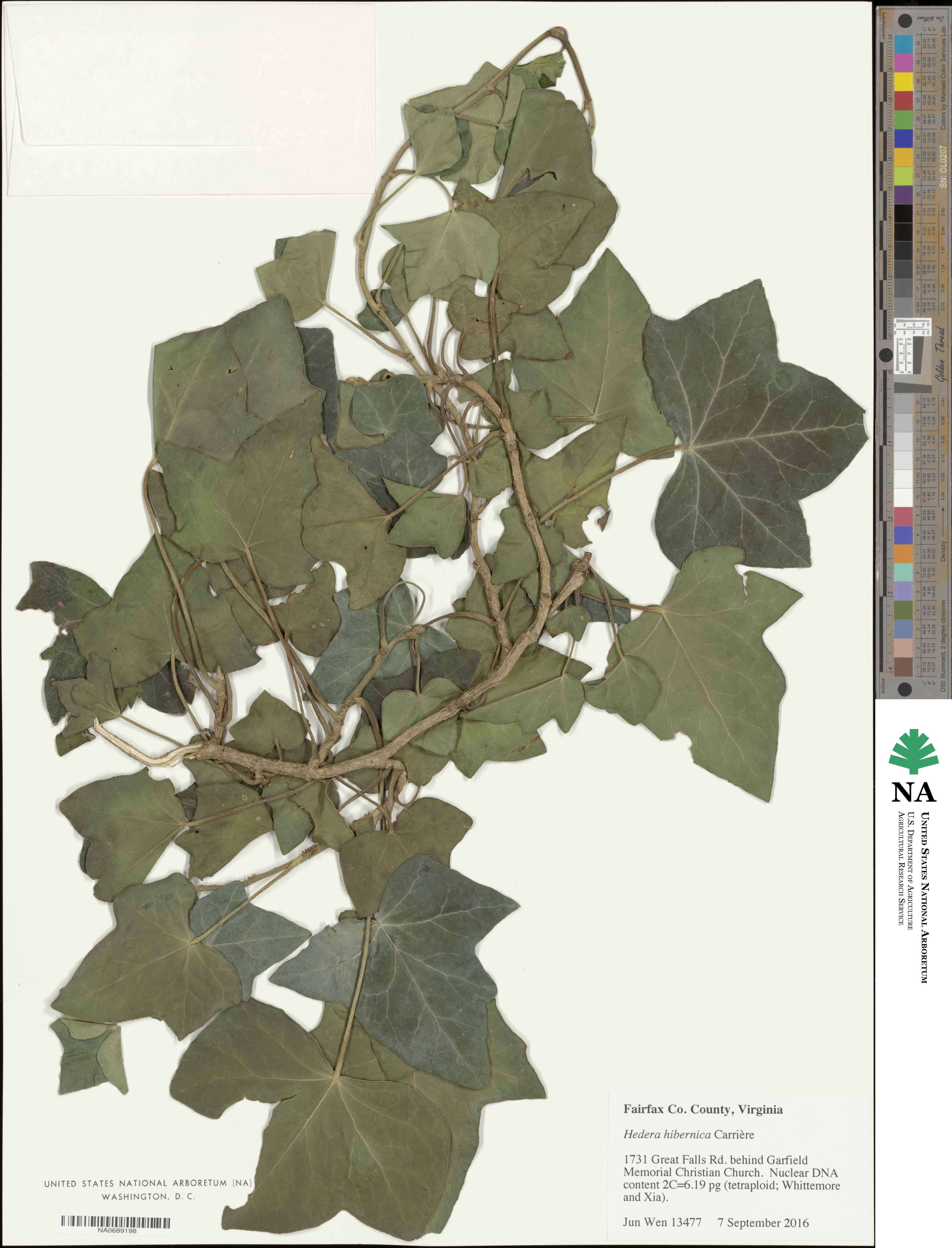 Hedera hibernica image
