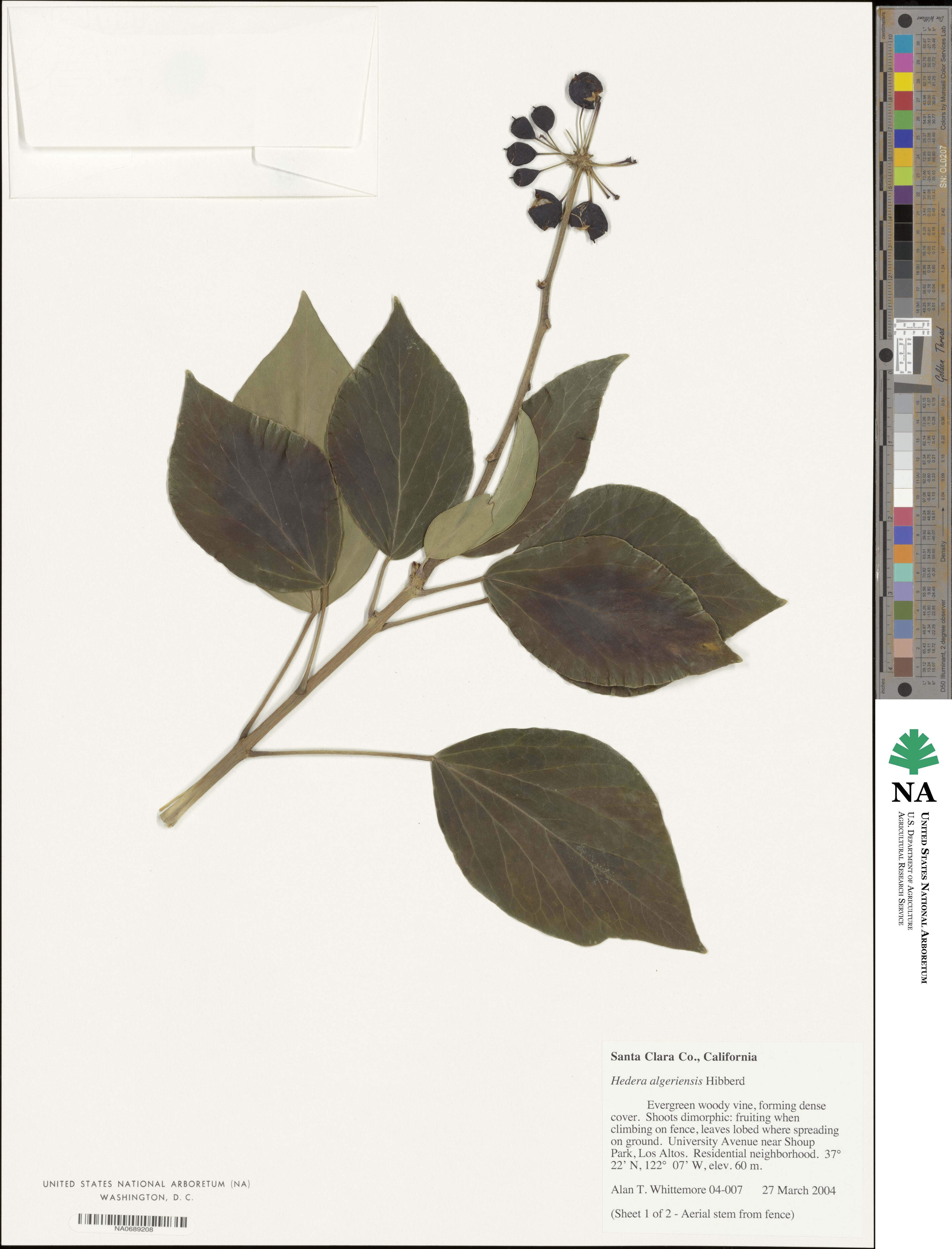 Hedera algeriensis image