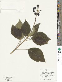 Hedera algeriensis image