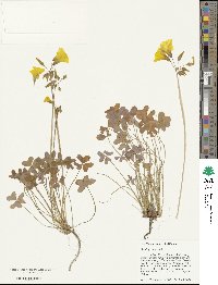 Oxalis pes-caprae image