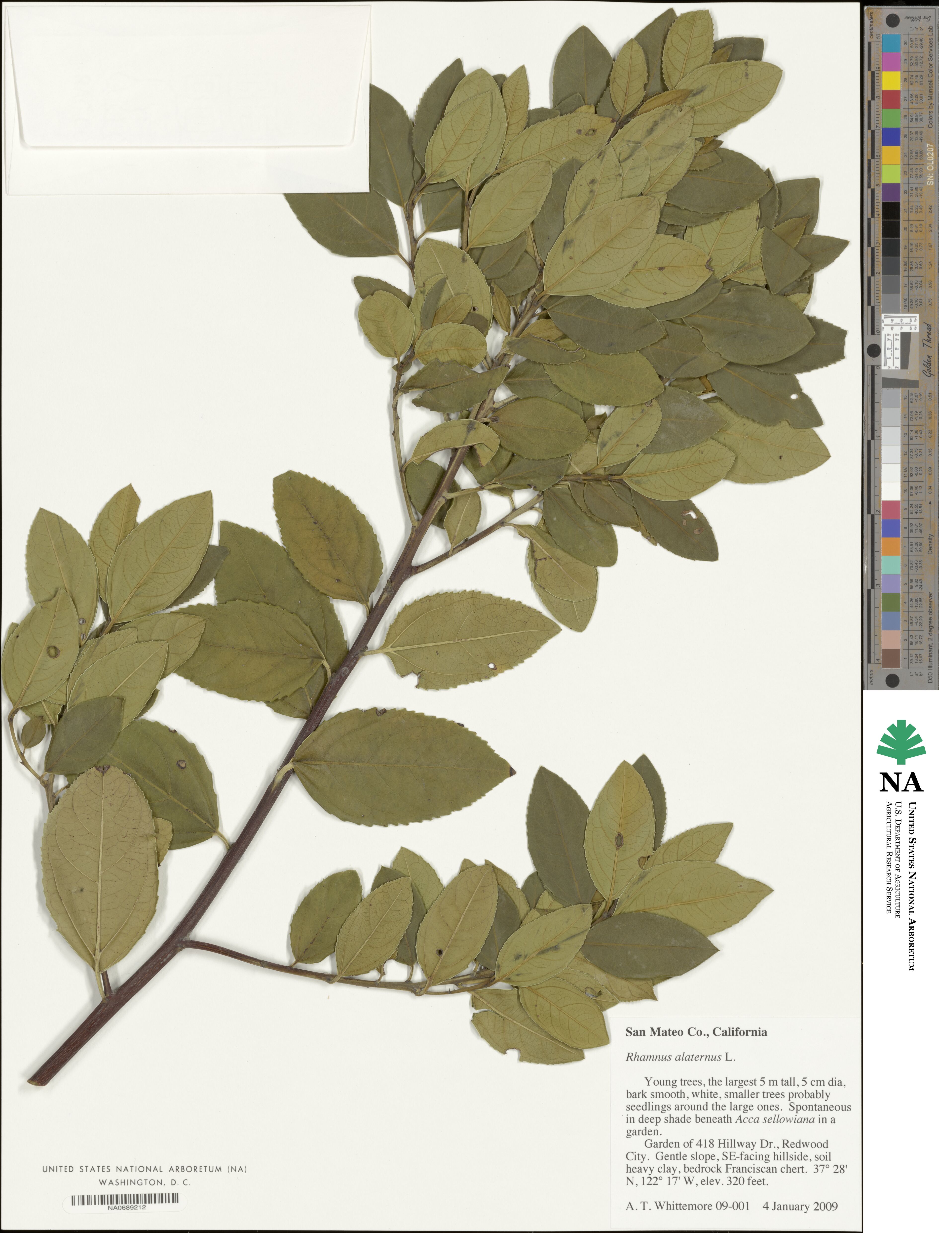 Rhamnus alaternus image