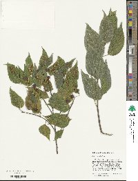 Celtis occidentalis image