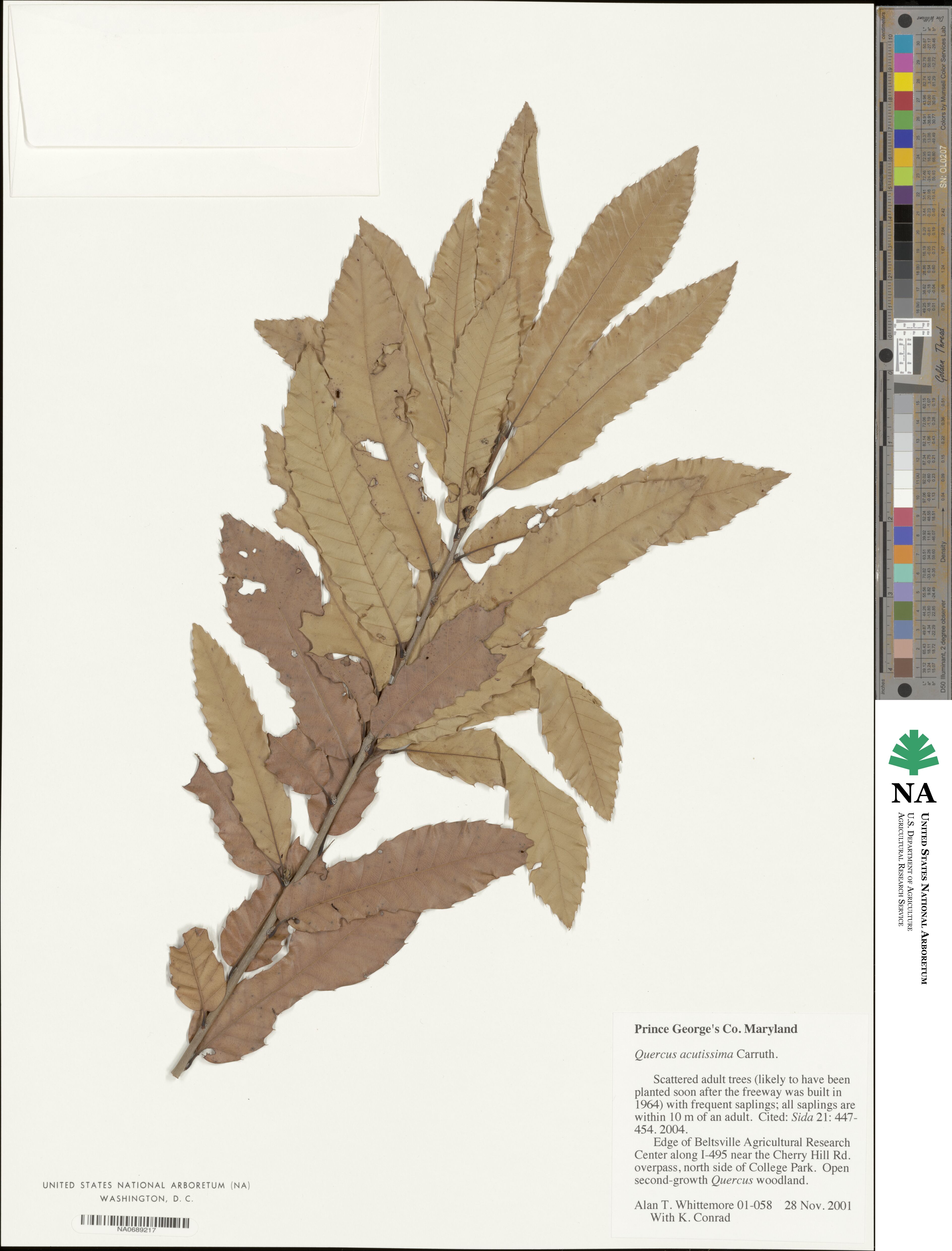 Quercus acutissima image
