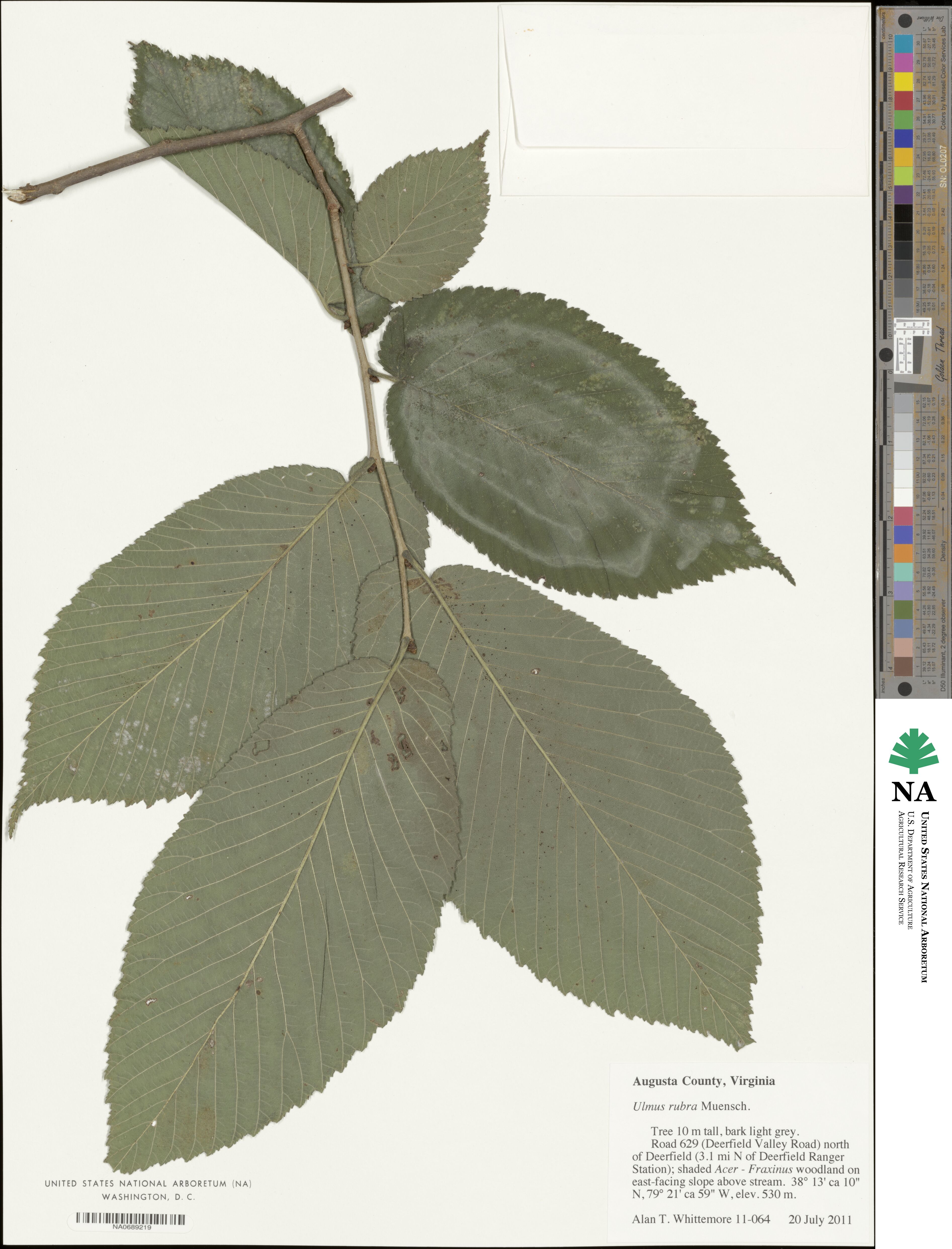 Ulmus rubra image