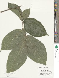 Ulmus rubra image