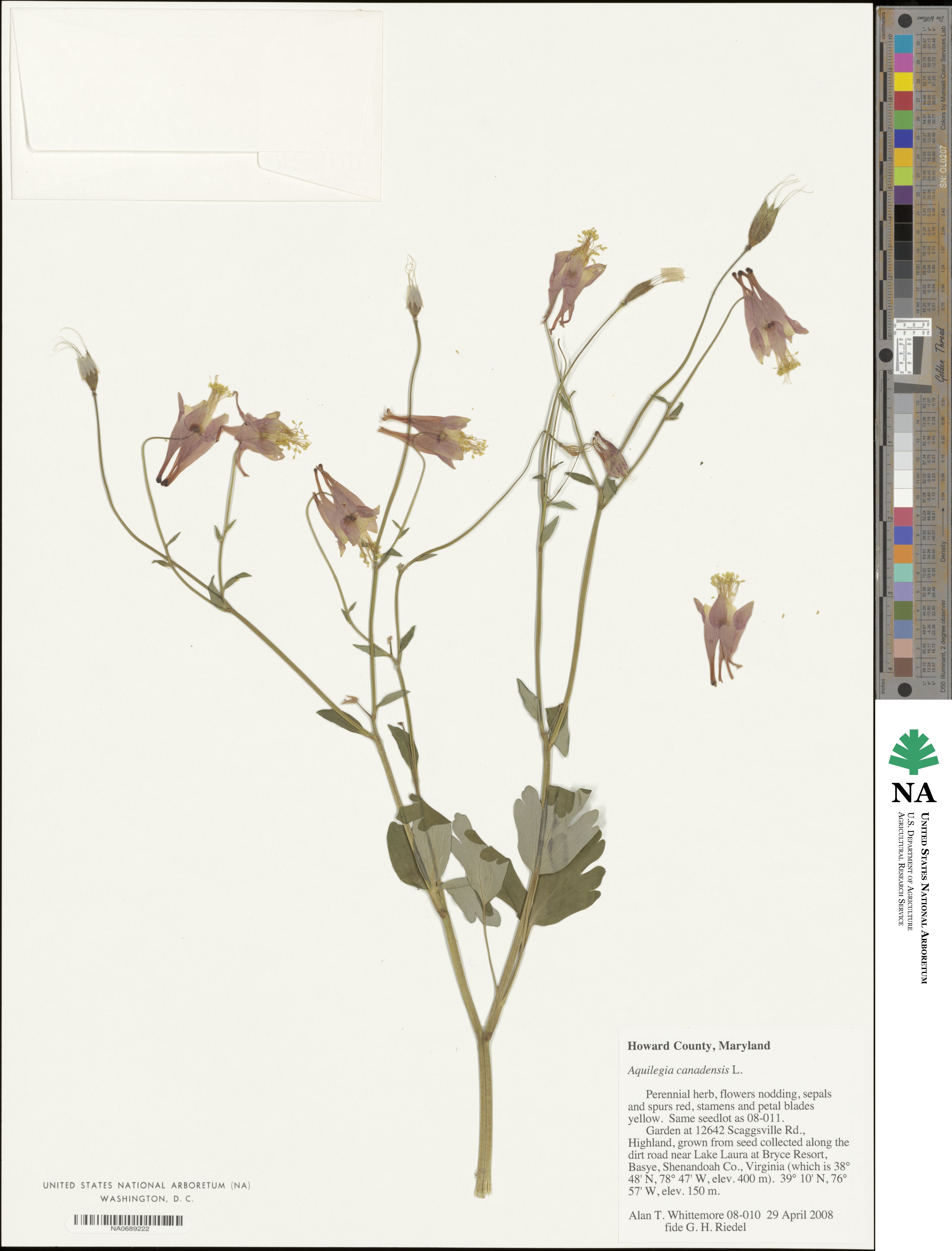 Aquilegia canadensis image