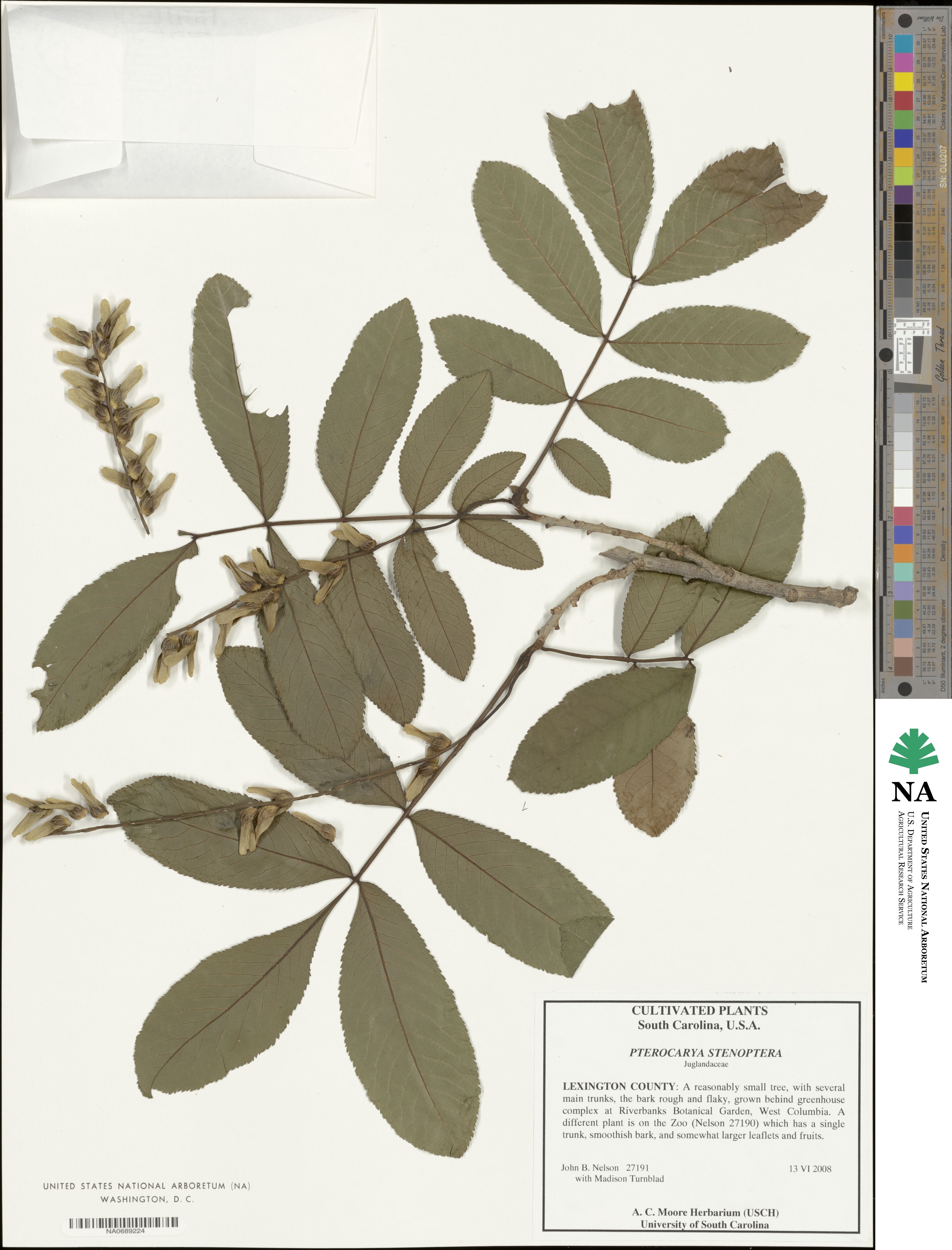 Pterocarya image