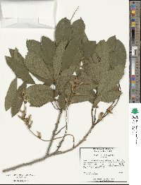 Pterocarya stenoptera image