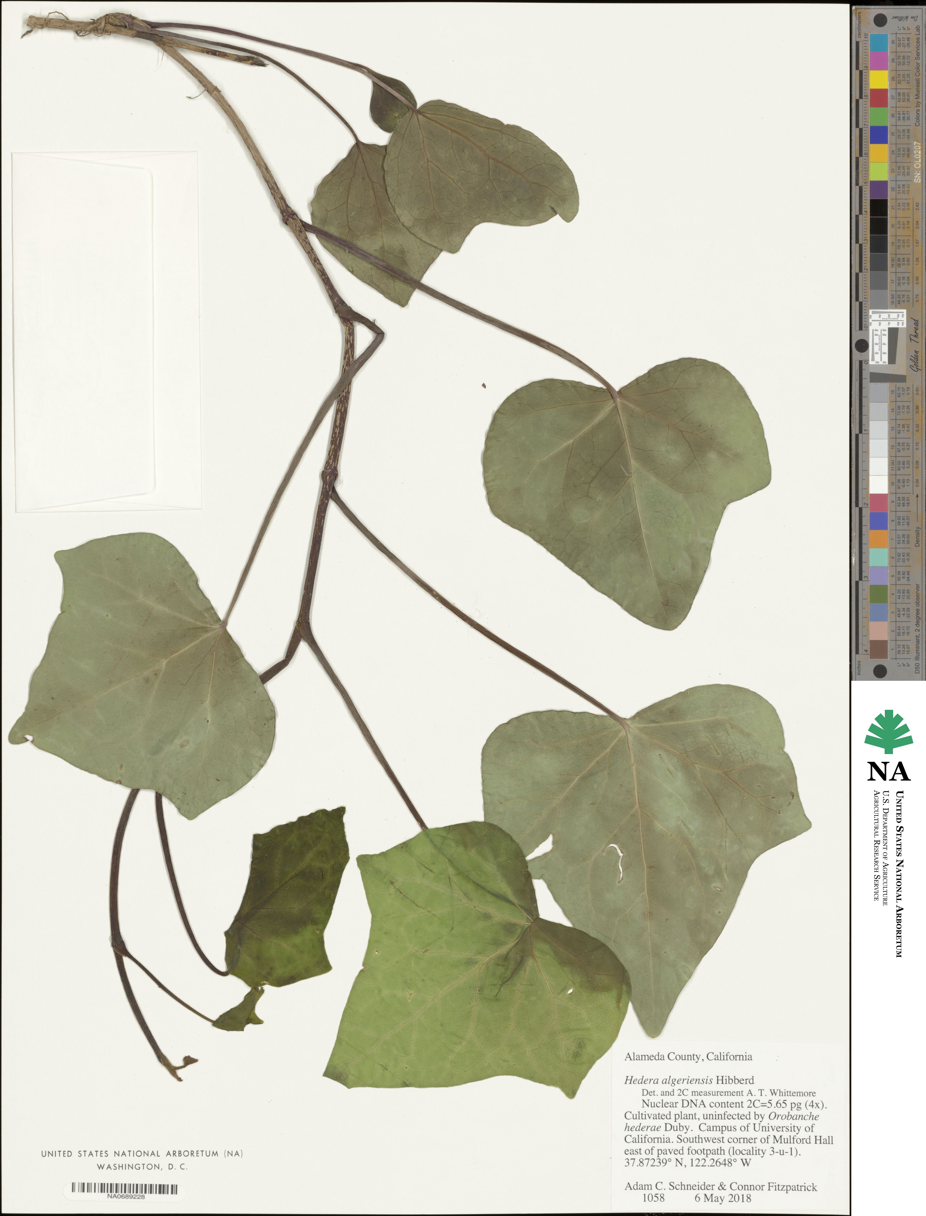 Hedera algeriensis image