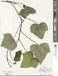 Hedera algeriensis image