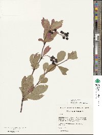 Berberis koreana image