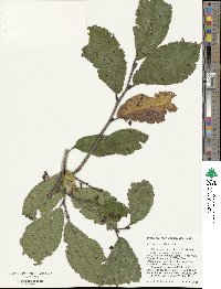 Ulmus davidiana image