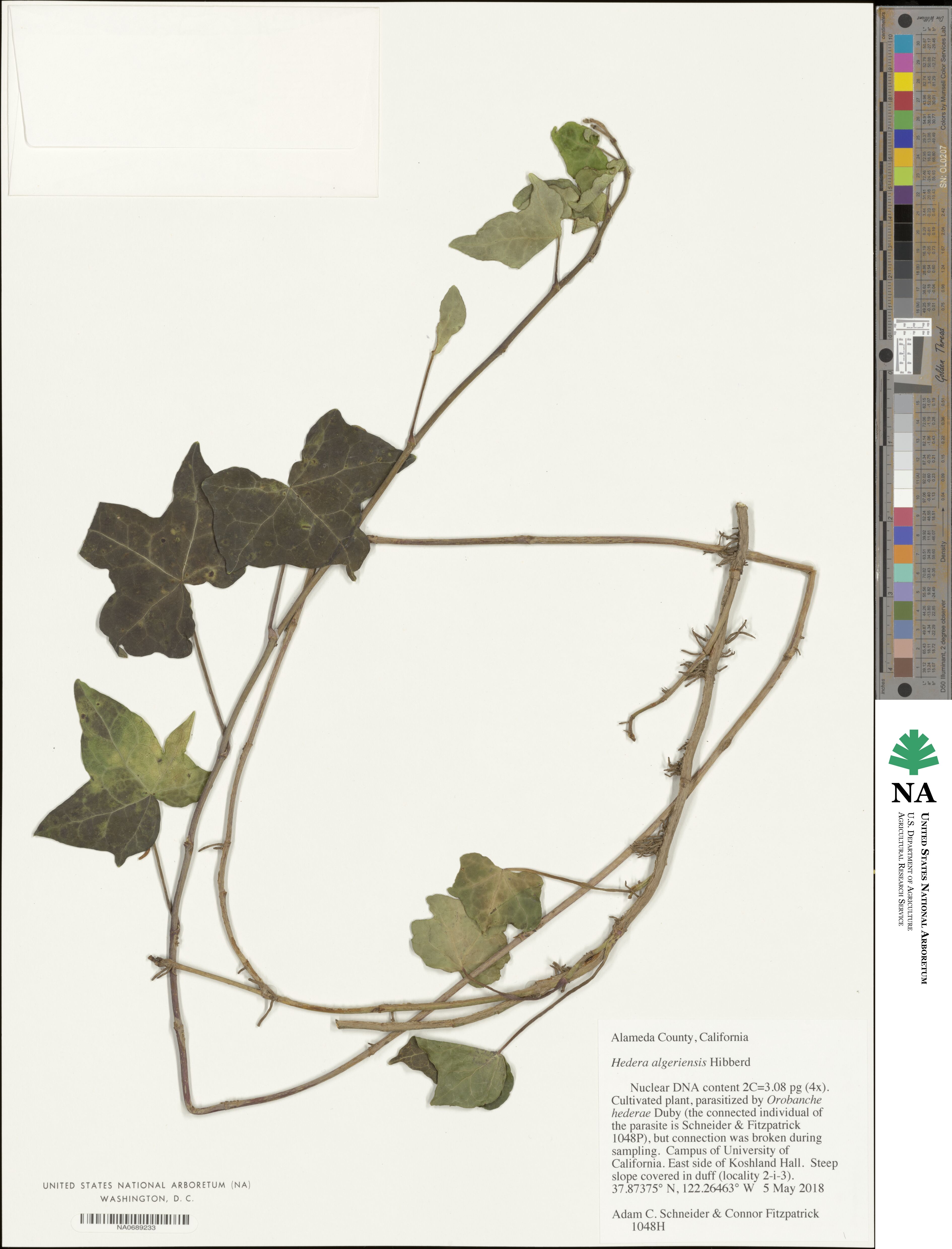 Hedera algeriensis image